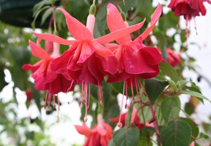 fuchsia bicentennial