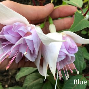 Blue Veil fuchsia