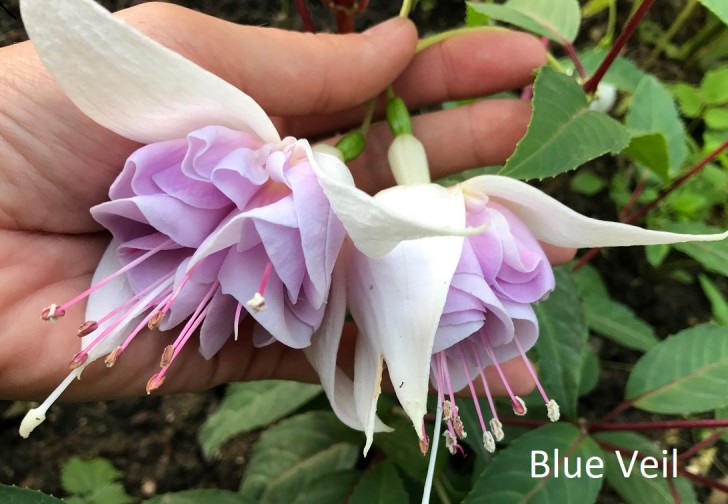 Blue Veil fuchsia