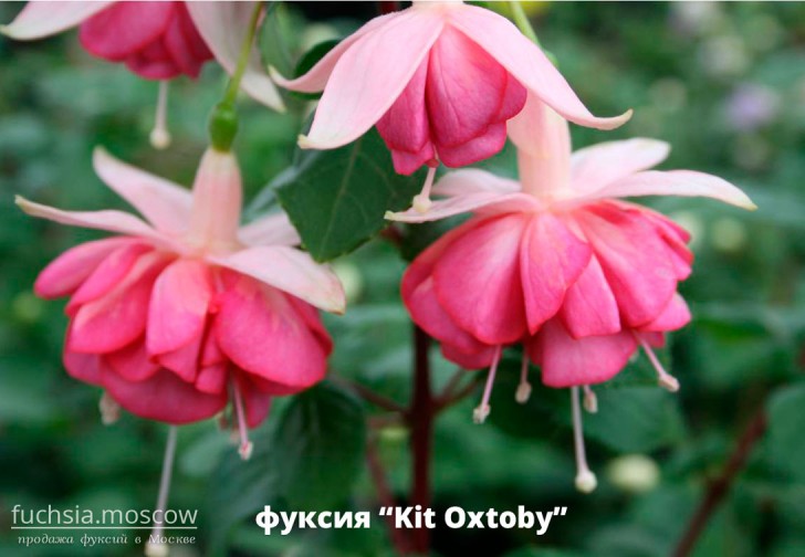 Фуксия сорт Kit Oxtoby