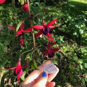 fuchsia Lady Boothby