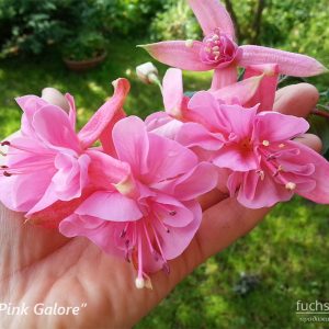 PinkGalore-fuchsia