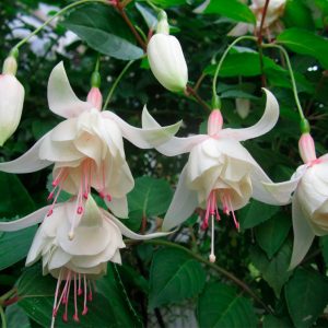 anabel-fuchsia