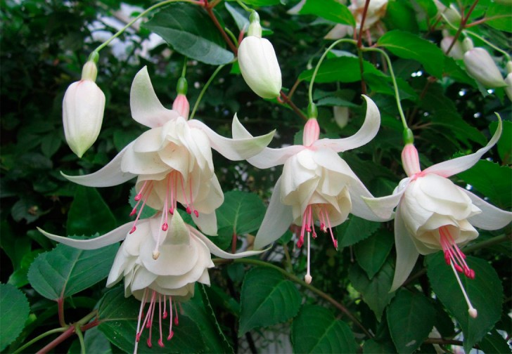 anabel-fuchsia