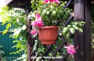 http://www.fuchsia.moscow/wp-content/uploads/bella-rosella-fuchsia2-940x756.jpg