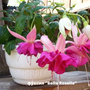 Bella Rosella fuchsia