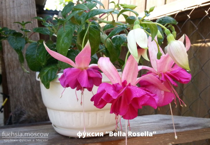 Bella Rosella fuchsia