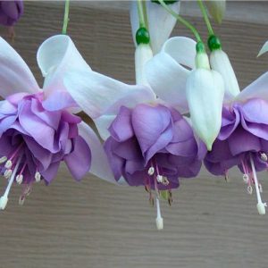 fey fuchsia