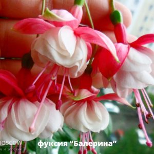 fuchsia_balerina