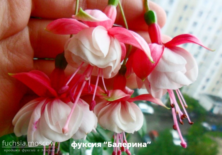 fuchsia_balerina