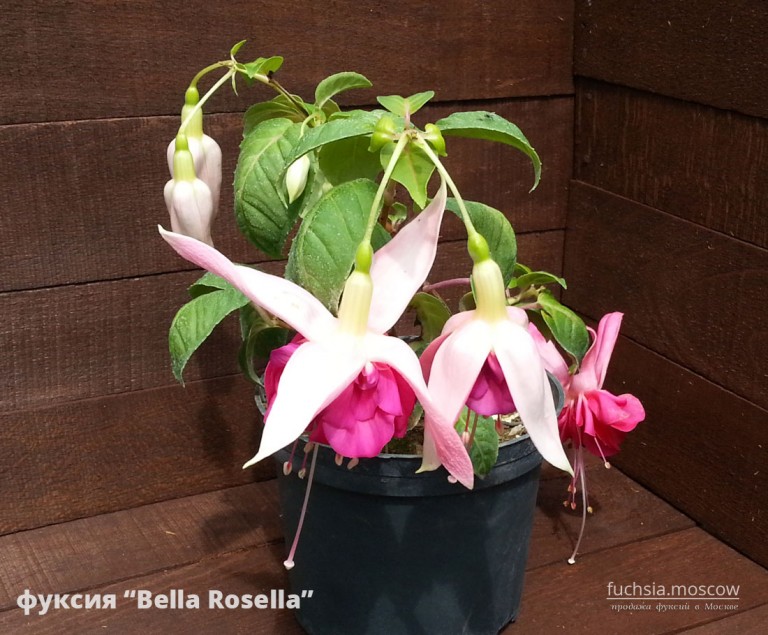 Bella Rosella fuchsia