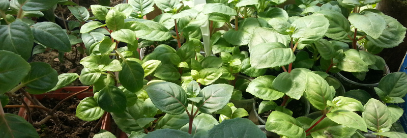 fuchsia moscow отзывы