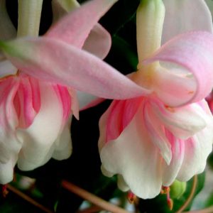 fuchsia-piannes-berg