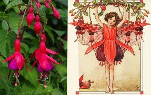 fuchsia fairy