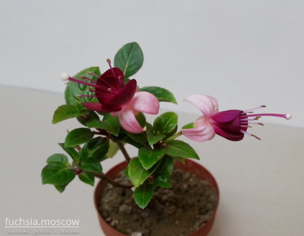 fuchsia_gota