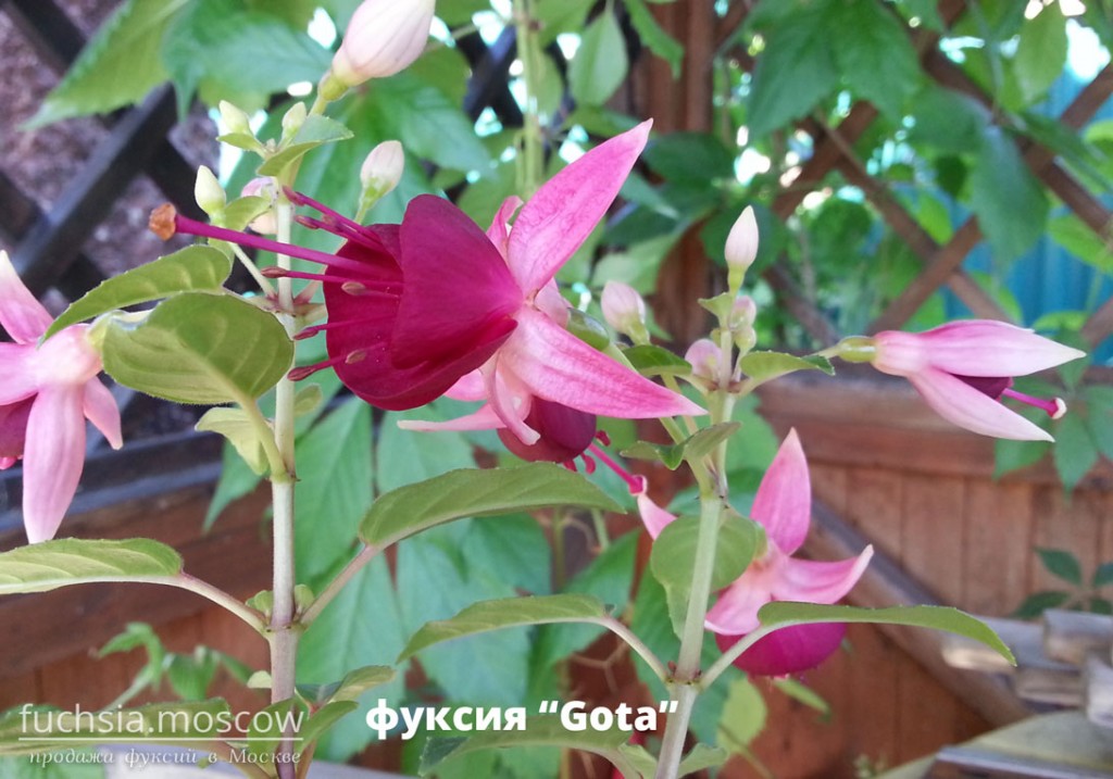 gota fuchsia