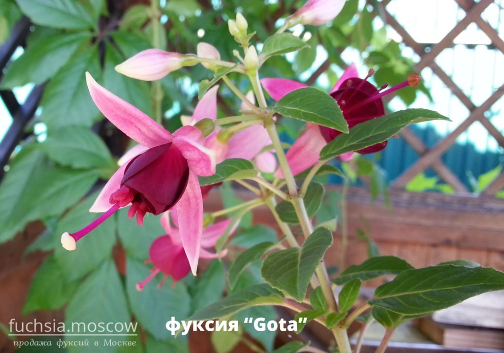 gota fuchsia buy