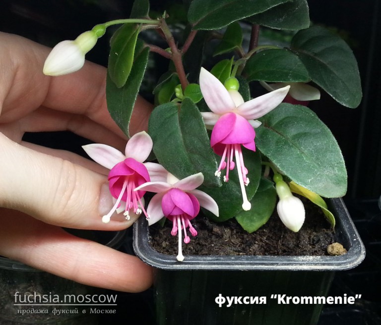 fuchsia_krommenie