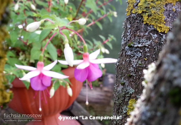 fuchsia La Campanella