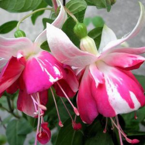 satellite fuchsia