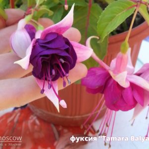 fuchsia Фуксия сорт Tamara Balyasnikova