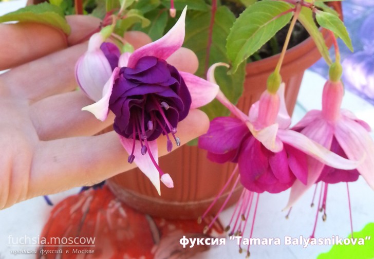 fuchsia Фуксия сорт Tamara Balyasnikova